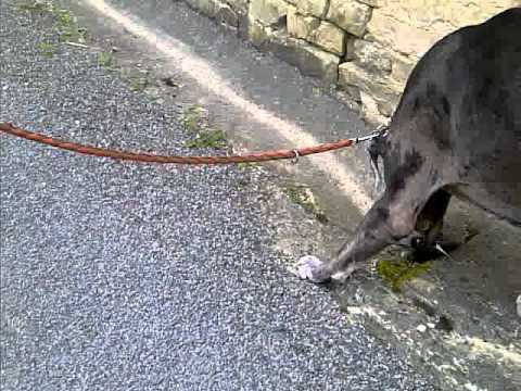 dogue allemand