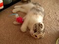 sachi - scottish fold kitten plays with toys