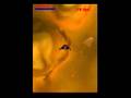 Symbian OpenGL .Net Tech Demo