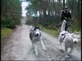 Husky Bikejoring  Turek