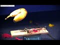 High speed camera, banana