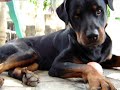video clipe caseiro em homenagem ao rottweiler Capeto.musica: 