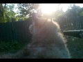 so you think you want a husky