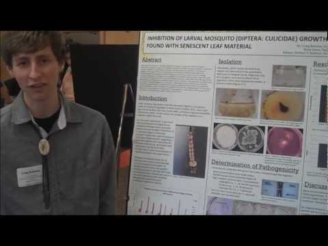 how to isolate fungi from leaves