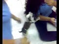 El perro asesino El perro asesino