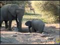 Baby Elephant Falls