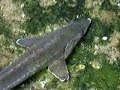 Swinmming sturgeon