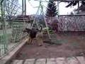Airedale Terrier video