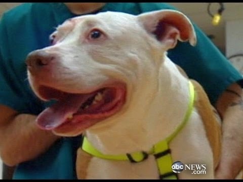 pit bull