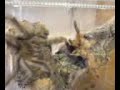 Accouplement Psalmopoeus pulcher