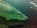 small clip from deep sea world edinburgh