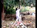 Pluck Rambutan Fruit 2007