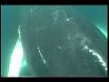 videos de Humpback Fly By