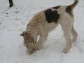 WFT Oddie - winter play