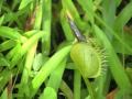 Venus Fly Trap Eats Minnow.
