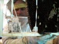 Honey Bee Colony Removal - Bronx, NY