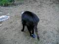 videos de cleo walks out of water and holds up her left leg