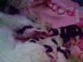 Ninhada da Nina - Lhasa apso