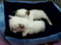 www.catterychivers.nl