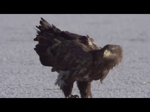 YouTube előnézeti kép