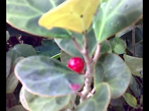 how to fertilize ficus lyrata