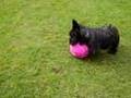 Scottish Terrier Puppy Playing Ball - Samstevever Scottie