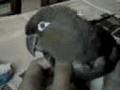 loro mimoso:PUNCH1