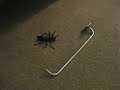 Spiga vs. Ant from DAM