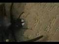 Spiga vs. Ant from DAM