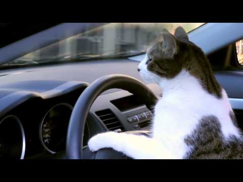 Catvertising - Mitsubishi