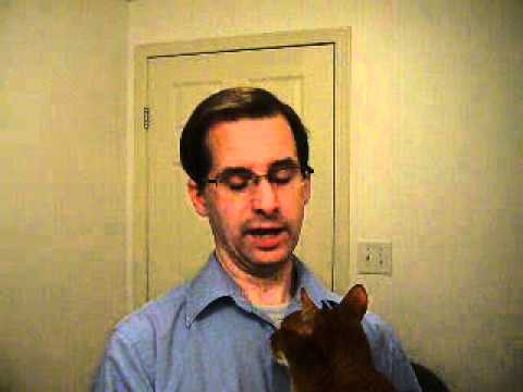 Video Topic #0 - Abyssinian Cat