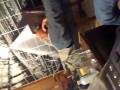 videos de Noah Ninja- Wasted