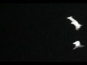 Moondance - Blip Boutique Test Film Moondance - Blip Boutique Test Film