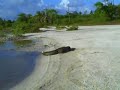 crocodile gets the chicken