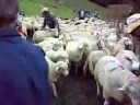 diehirtin.ch - Schafübergabe diehirtin.ch - Schafübergabe