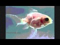 Transparent Goldfish Japanese have