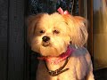 My Bootsie: She Walks With God