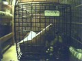 b. mikeY: cagE.