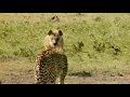 BBC Lion Battlefield 4