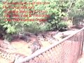 Australien Info Malcolm Douglas Crocodiles