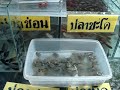 Pattaya Market, Thailand Part 1
