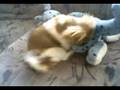 videos de Geiler hund