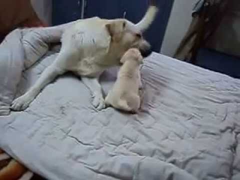 small labrador puppy playing with his dad