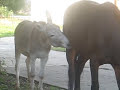 Animal Love Animal Love