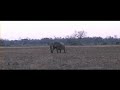 ellies on South Luangwa plain ellies on South Luangwa plain
