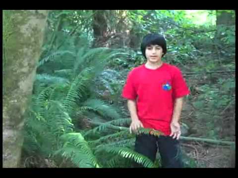 how to transplant amazon sword