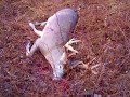 monster buck in truro nova scotia monster buck in truro nova scotia