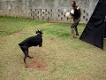 ELUNA - Protection Trainning (Dobermann)