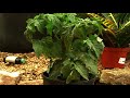 Organic Fertilizing : When to Add Organic Fertilizer