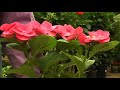 Organic Fertilizing : When to Add Organic Fertilizer